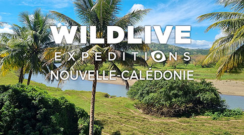 Wildlive expeditions : Nouvelle-Calédonie