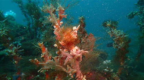 Lembeh