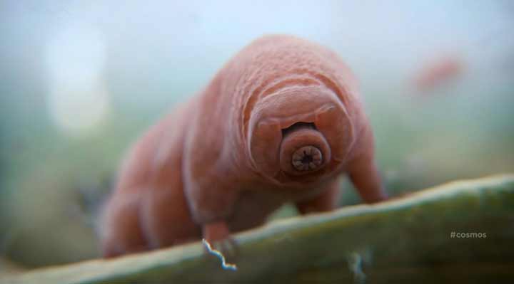 Tardigrade, l'animal indestructible