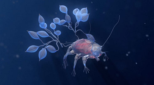 Tardigrade