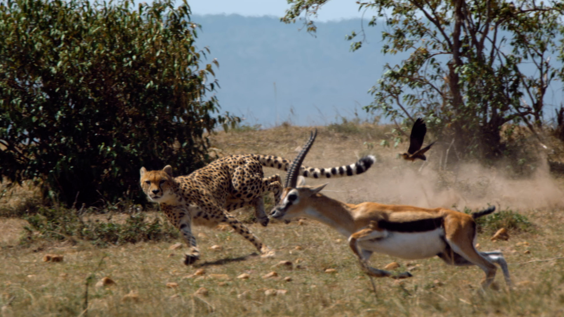 Les survivants ultimes de la nature S1E1 les rois de la course  Still019 (c) Off the Fence.jpg