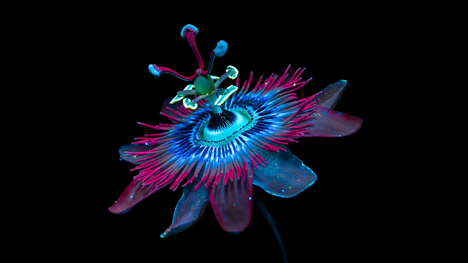 La-vie-en-fluo-catchup.jpg
