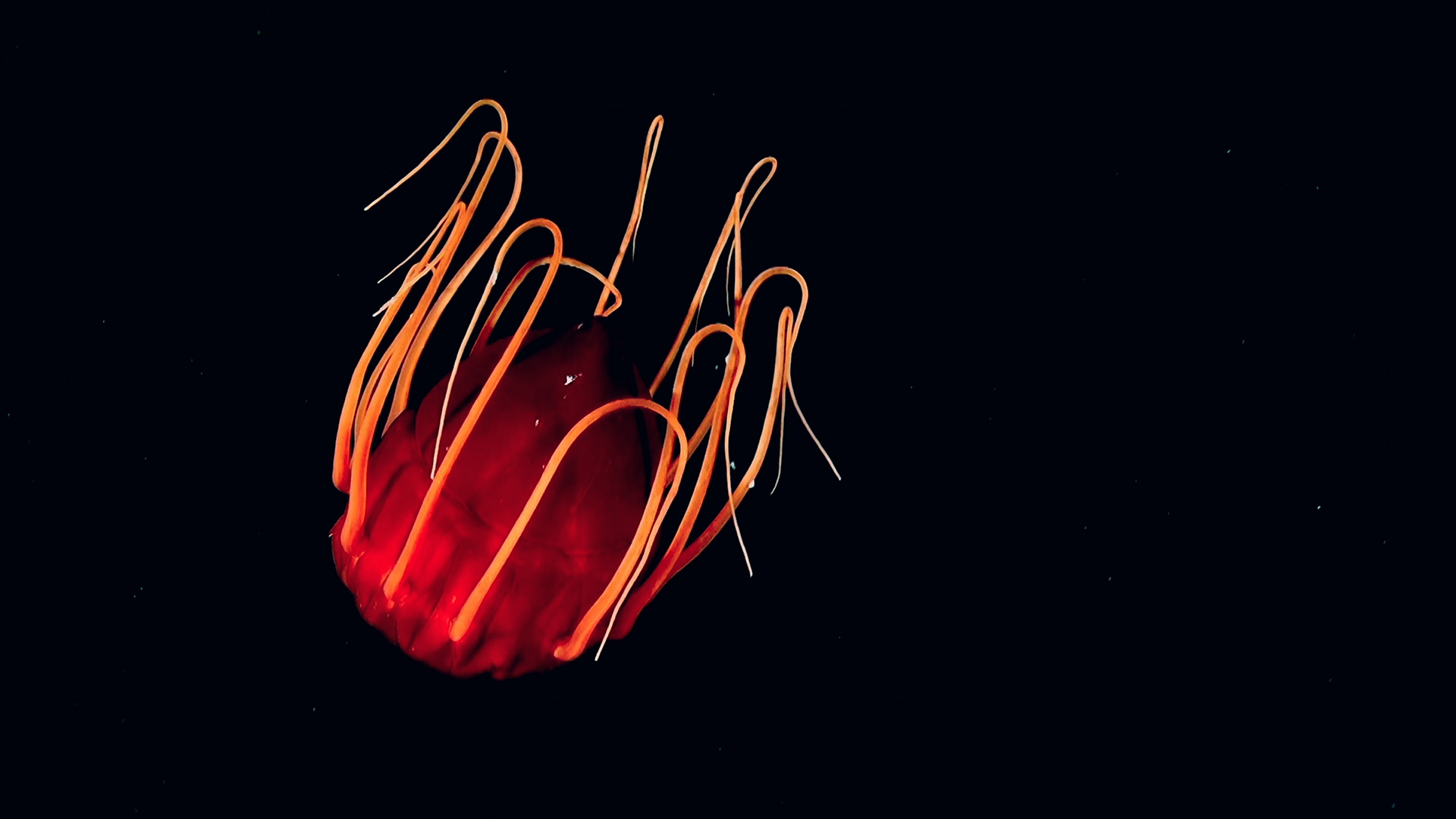La-vie-en-fluo-catchup.jpg