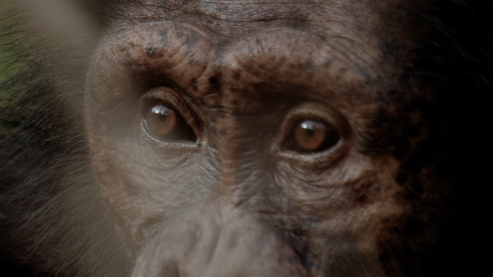 Le chagrin des animaux - regard singe (c) Getty.png