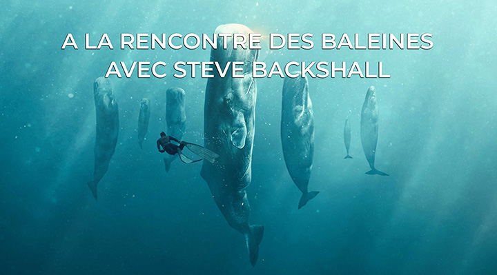 A la rencontre des baleines avec Steve Backshall