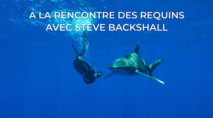 A la rencontre des requins avec Steve Backshall