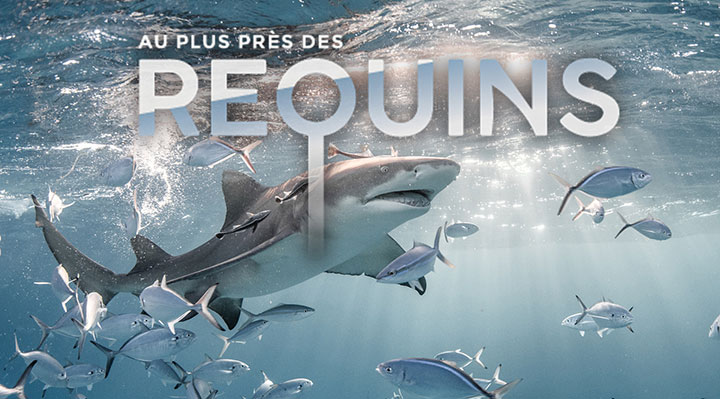Au plus près des requins