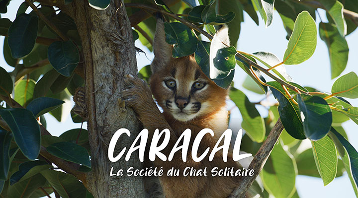 Caracal, la socité du chat solitaire