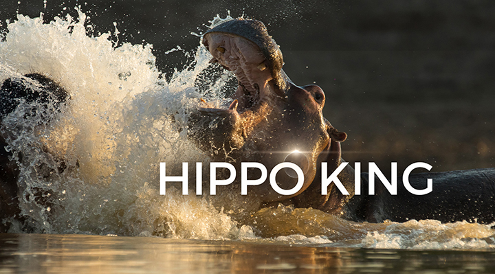 The Hippo King