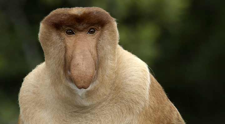 L'Indon&eacute;sie sauvage