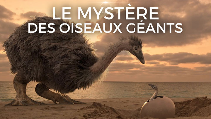 Le mystère des oiseaux géants