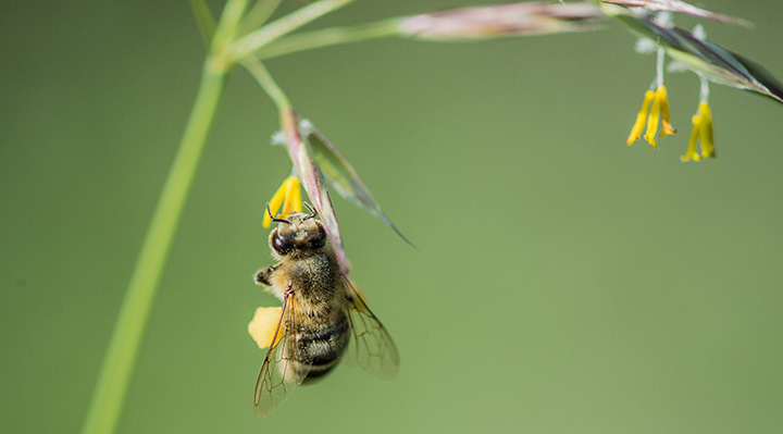 La forêt des abeilles sauvages