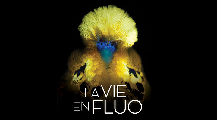 La vie en fluo