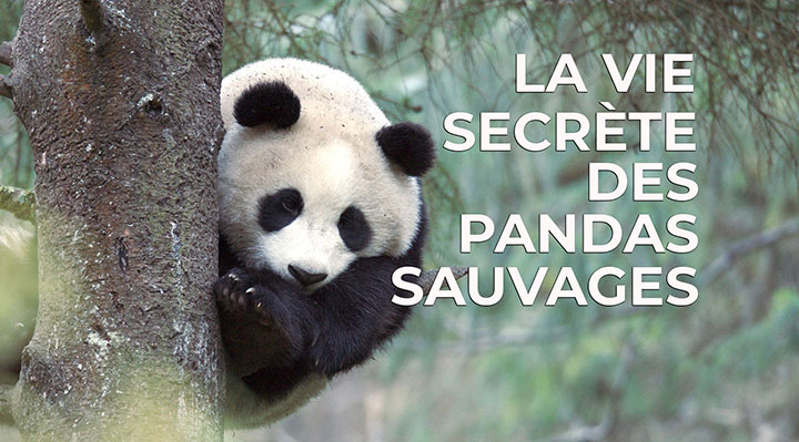 La vie secrète des pandas sauvages