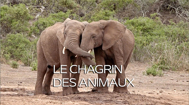 le chagrin des animaux