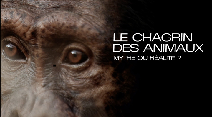 Le chagrin des animaux