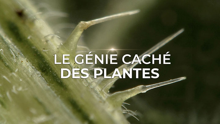 Le génie caché des plantes