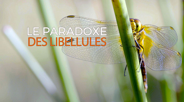 Le paradoxe des libellules