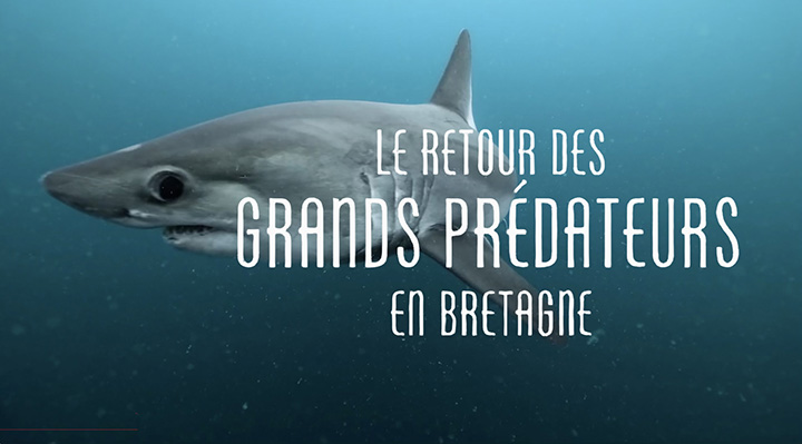 Le retour des grands pr&eacute;dateurs en Bretagne