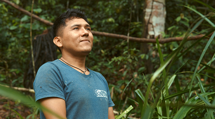 Les lisi&egrave;res de la for&ecirc;t