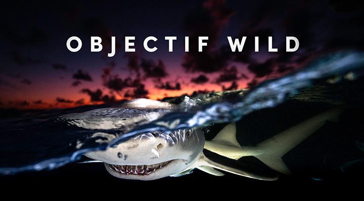 Objectif wild, face à face avec les requins