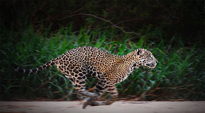 Objectif wild, face à face avec le jaguar
