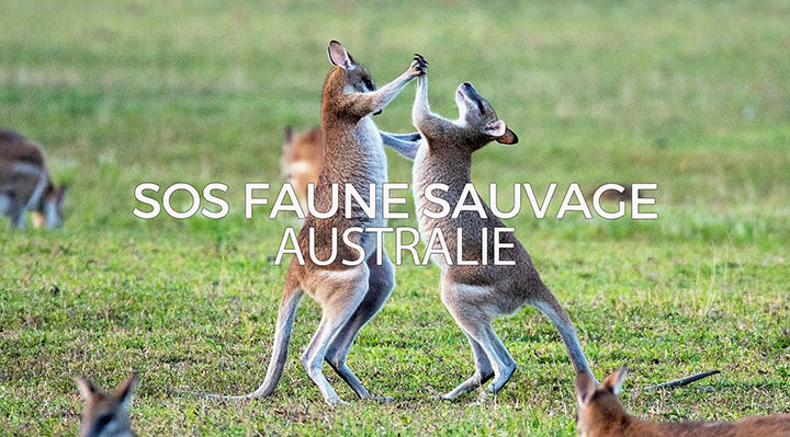 SOS faune sauvage Australie