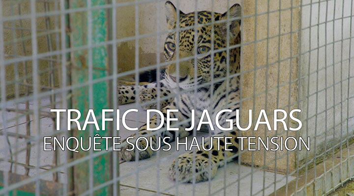 Trafic de jaguars