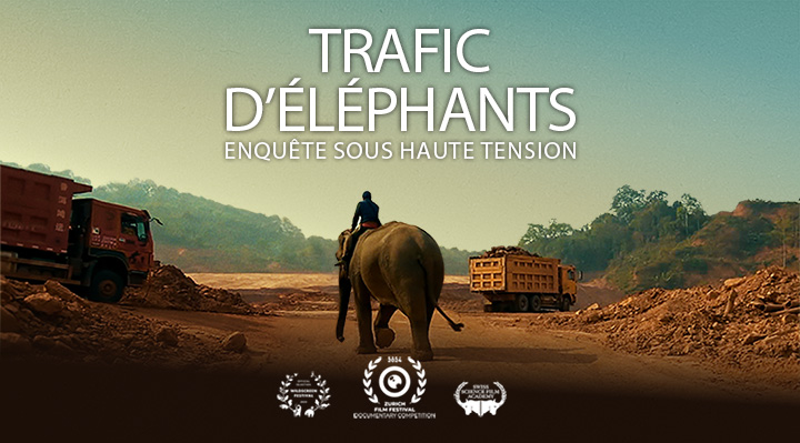 Trafic d'éléphants, enquête sous haute tension