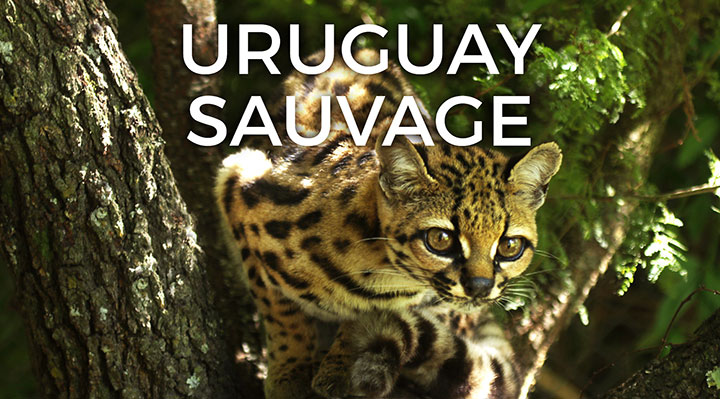 Uruguay sauvage