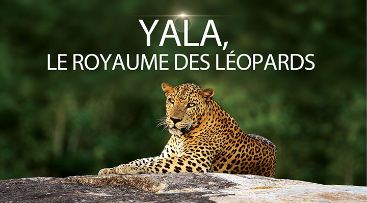 Yala, le royaume des léopards