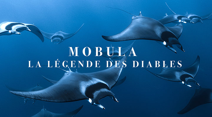 Mobula, la légende des diables