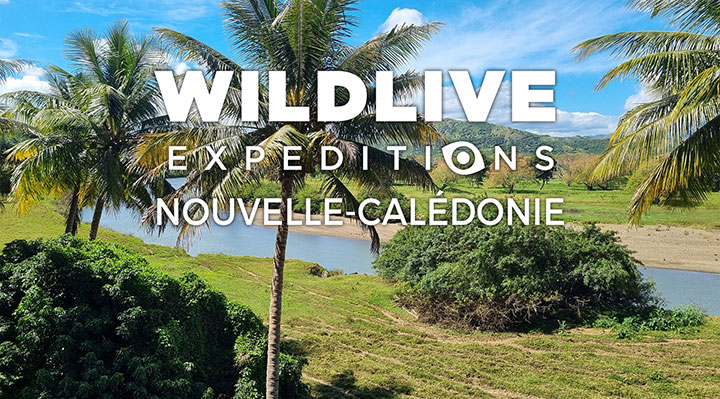 Wildlive expéditions en Nouvelle-Calédonie