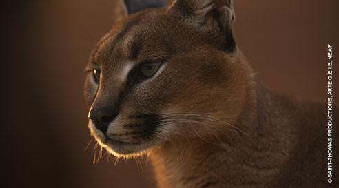 Caracal.jpg