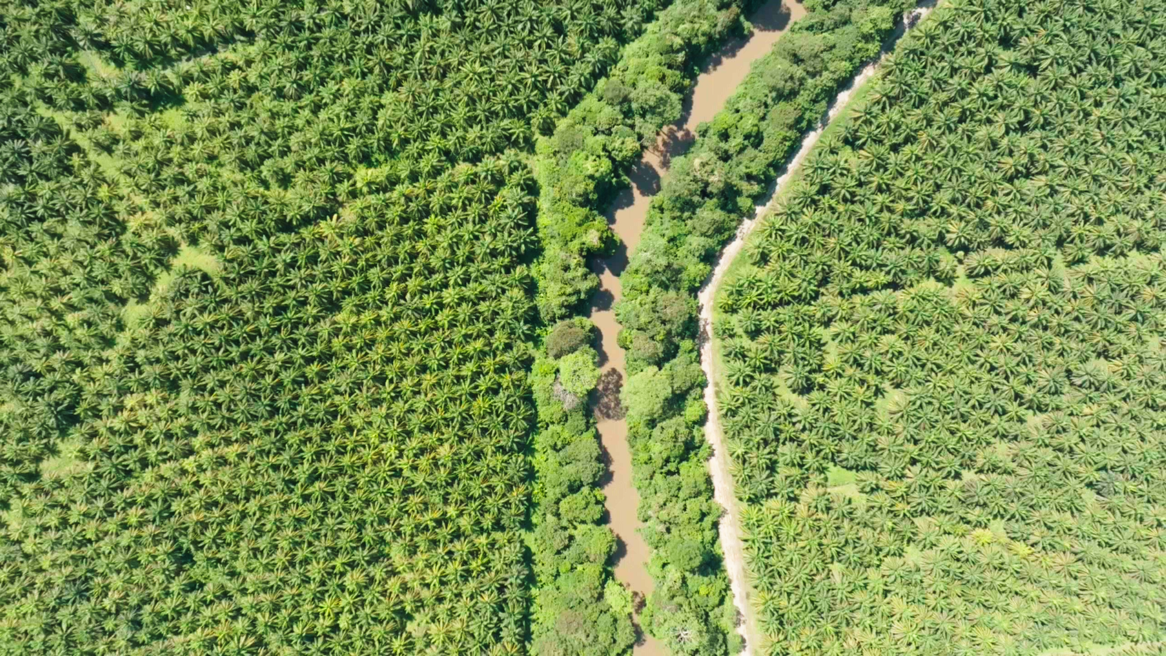 DES MAINS VERTES POUR LA NATURE S1E2 Une lueur d'espoir pour la forêt tropicale c)Längengrad Filmproduktion (3) (1).png