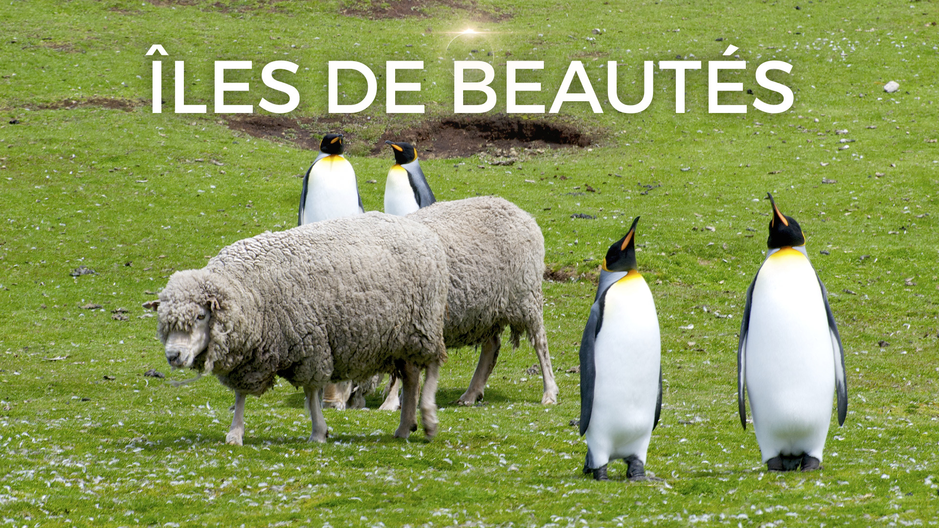 ILES_DE_BEAUTES_SERIE_EP_FALKLANDS_VISUEL_AVEC_TITRE.jpg
