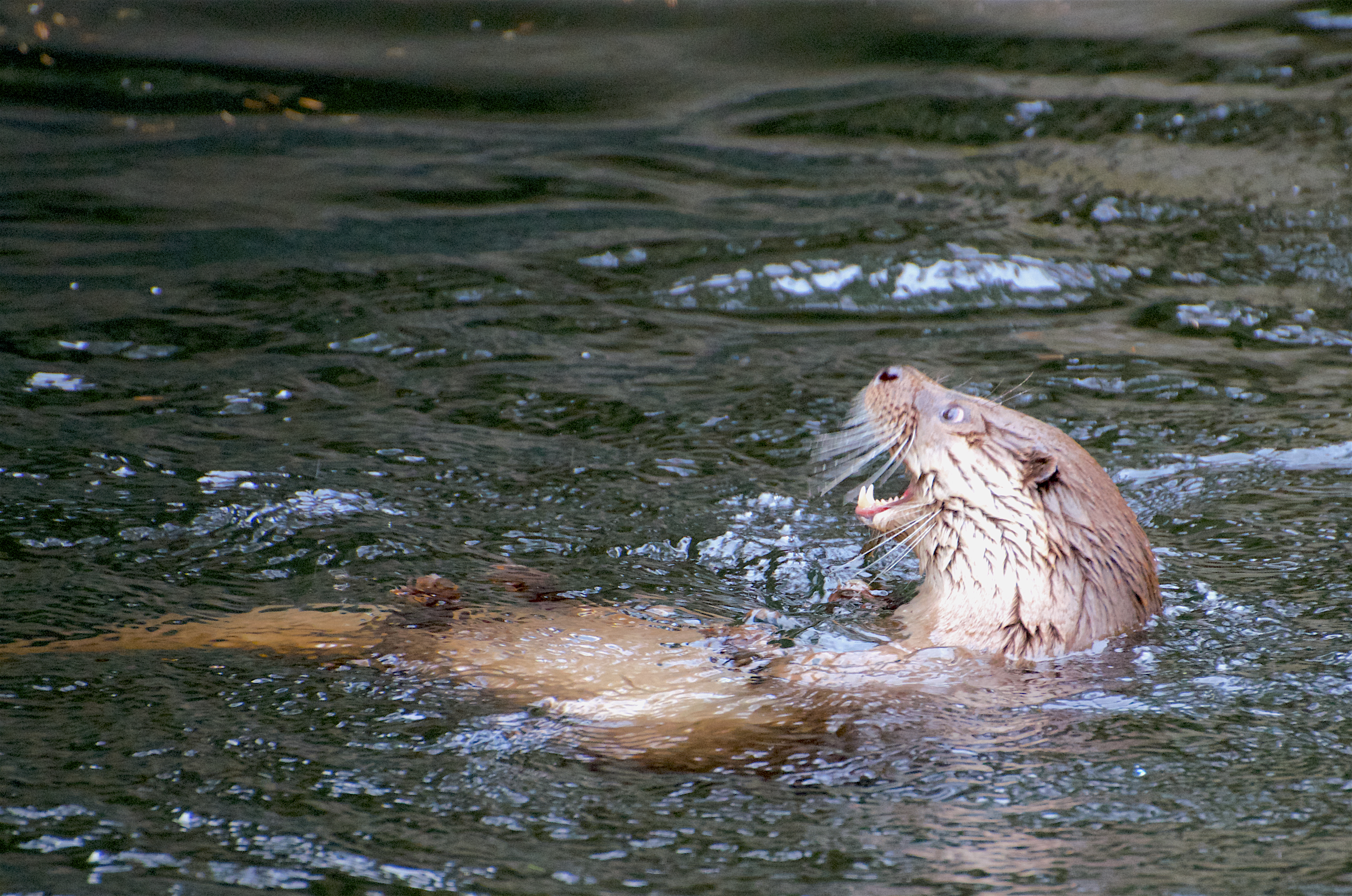 L'Europe sauvage S1E2 Rivières, fleuves et océans -Otter photo John Waters - Off the Fence.tiff.jpg