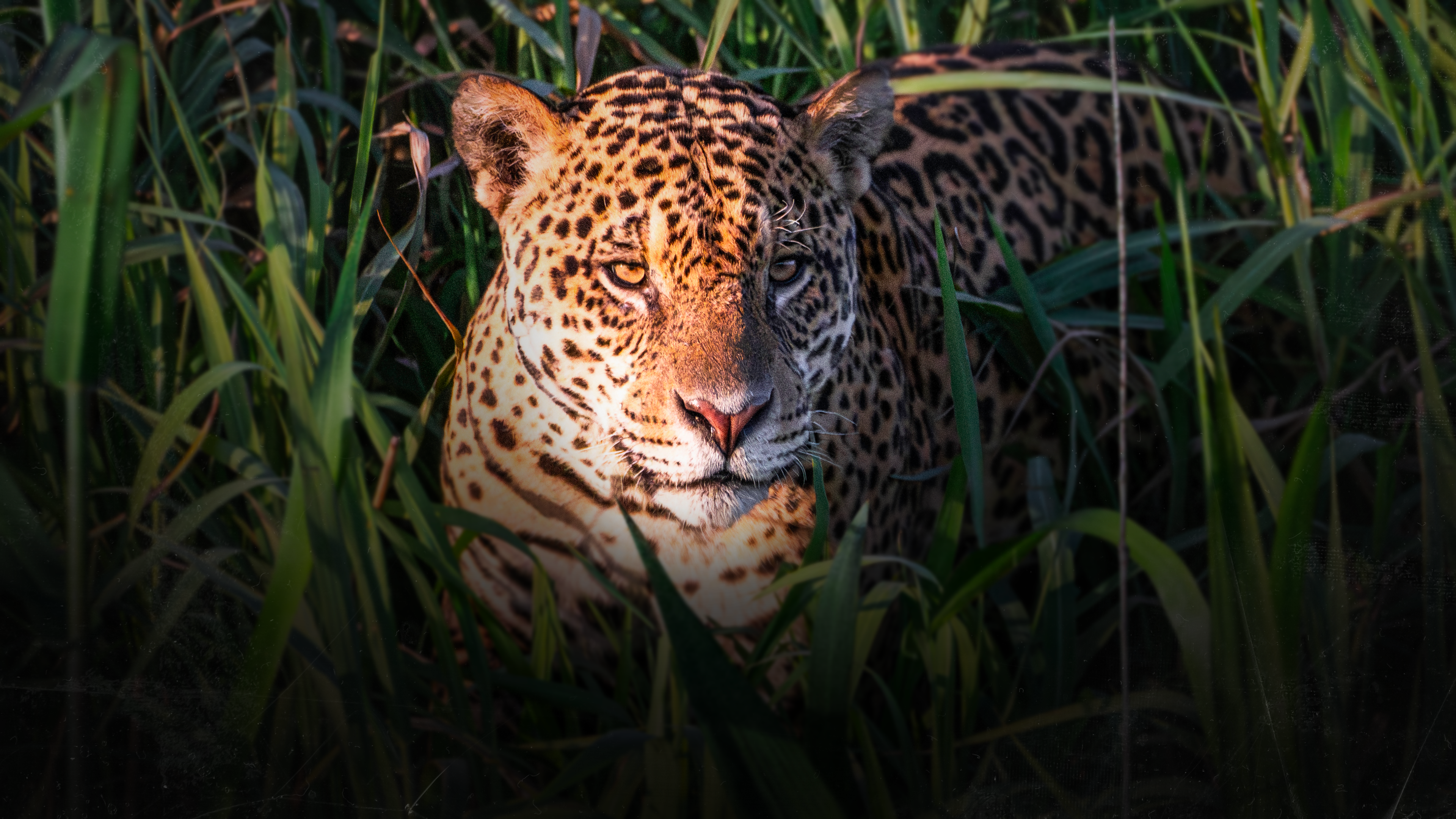 Objectif wild S2E2 Face a face avec les jaguars photo Rodolphe Guignard (7).png