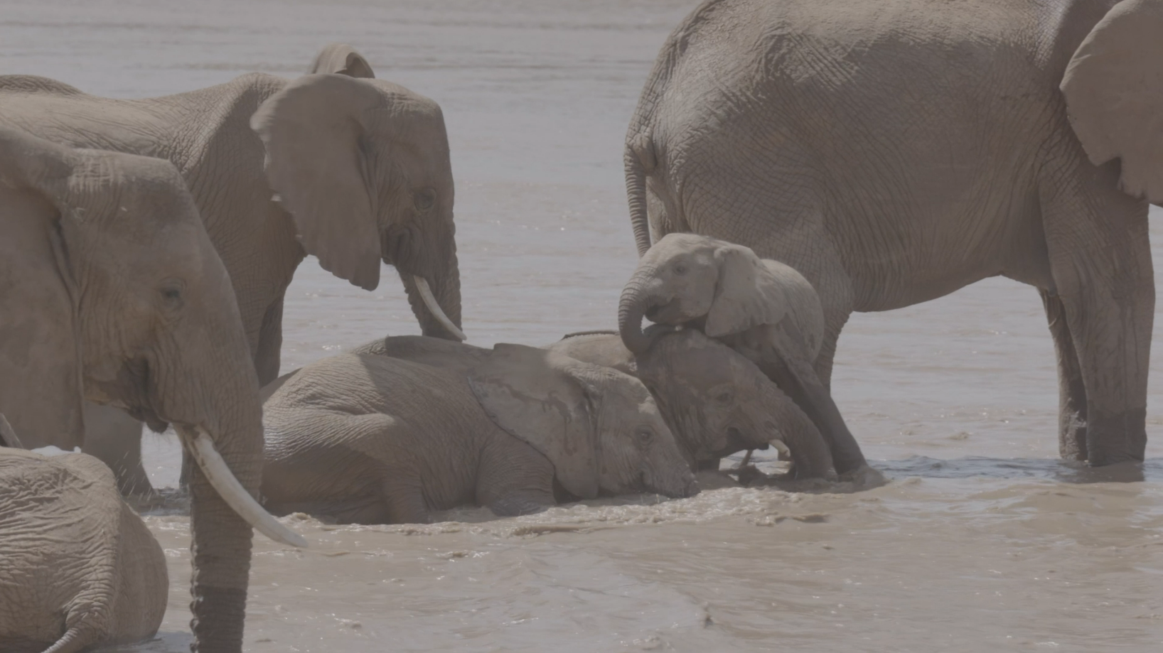 Stealing Giants © 2024 Hook Film (2).png