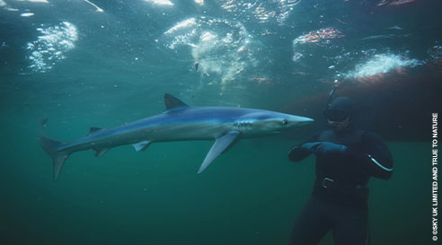 alarencontredesrequins4.jpg