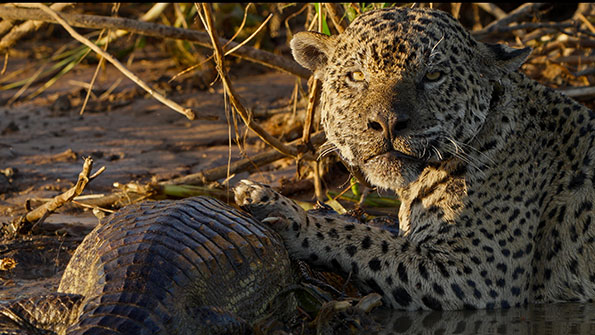 au-nom-des-jaguars.jpg