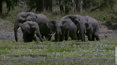 gorongosa.jpg