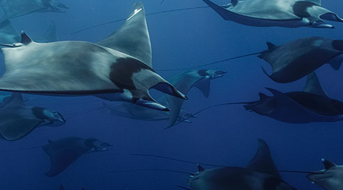 mobula.jpg