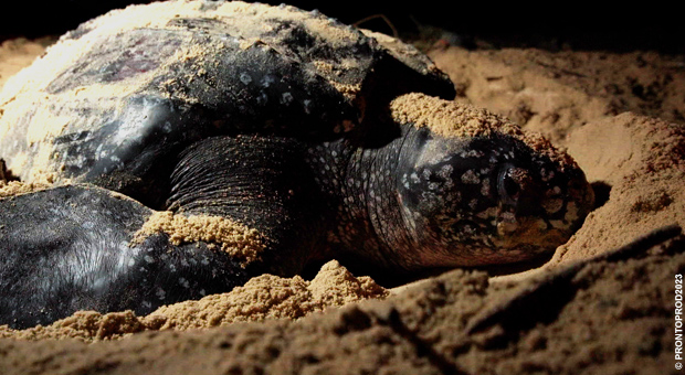 tortueluth.jpg