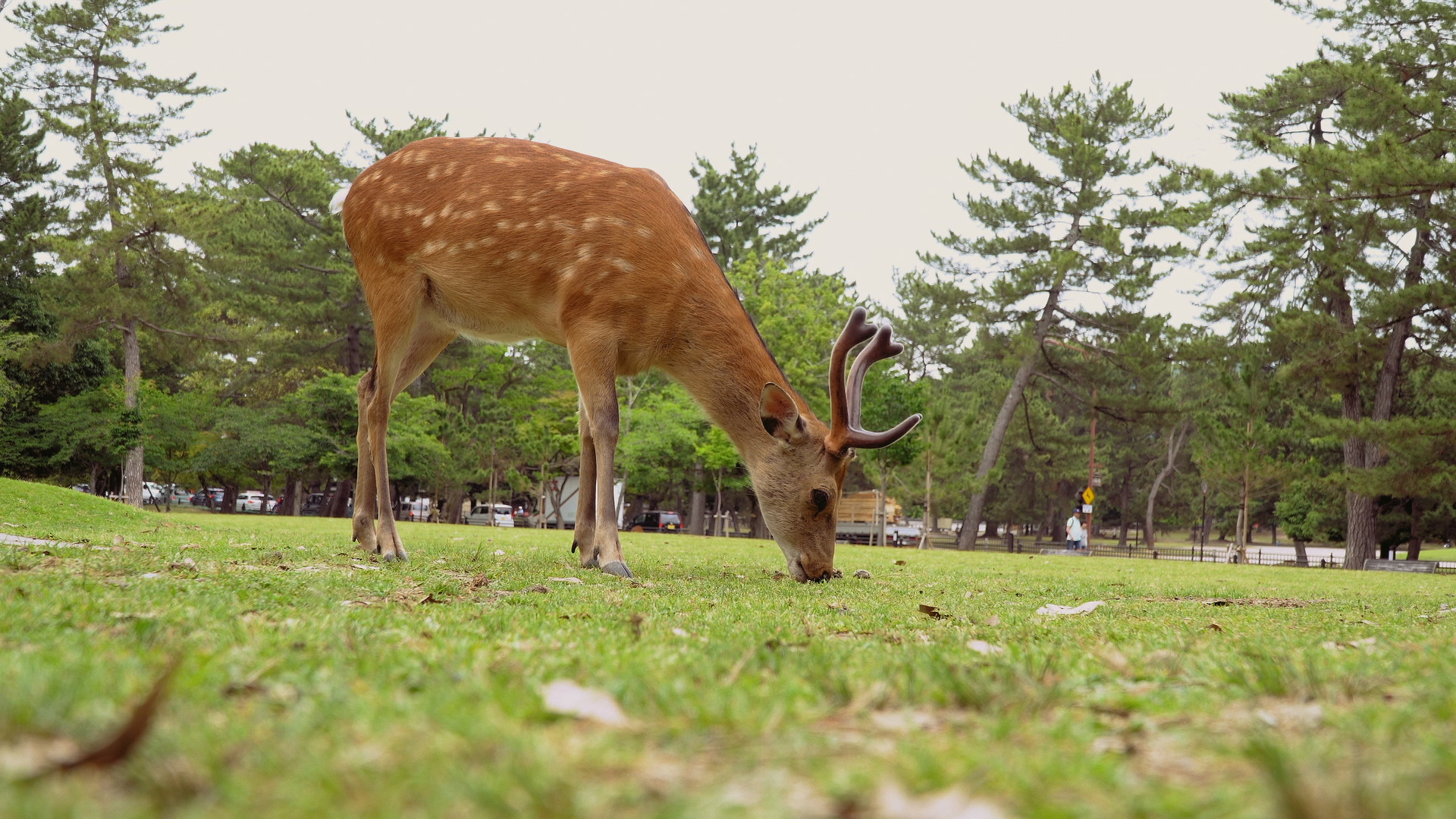 urbana animalis 6 ┬®ekla.jpg
