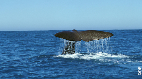 ushuaia nature seigneurs des océans_v.jpg