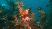 Lembeh