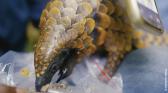 L-ami-pangolin-WON.jpg