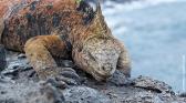 Merveilles-de-la-nature-Galapagos.jpg