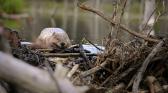 Nature,-le-retour-du-sauvage-visuel-avec-titre_E2.jpg